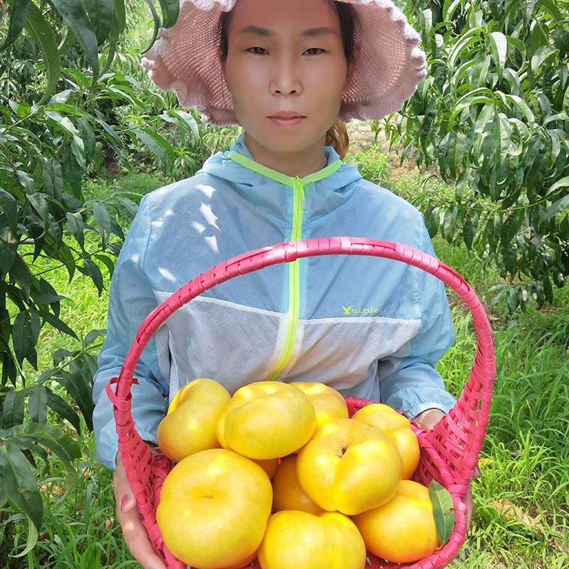 中油蟠七桃树苗